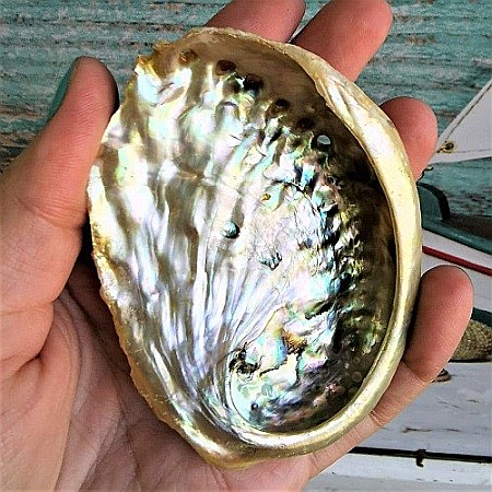 Scoica mica Abalone Yellow [3]