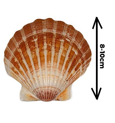 Melci si scoici - Scoica Scalop  8 - 10 cm