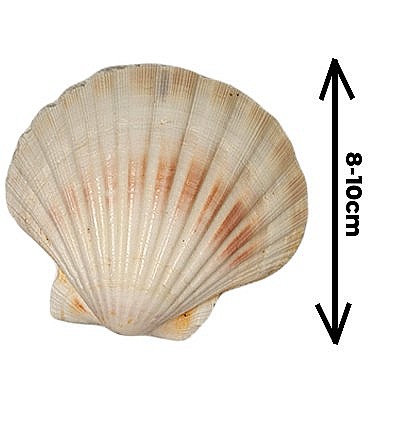 Scoica Scalop  8 - 10 cm [1]