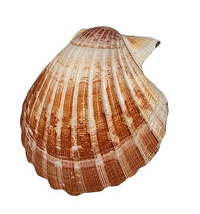 Scoica Scalop  8 - 10 cm [2]