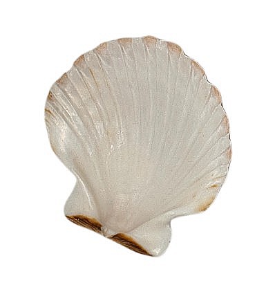 Scoica Scalop  8 - 10 cm [4]