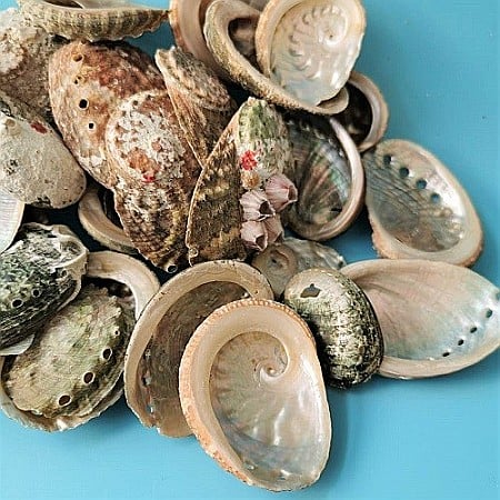 Scoici Abalone mici 200 gr [1]