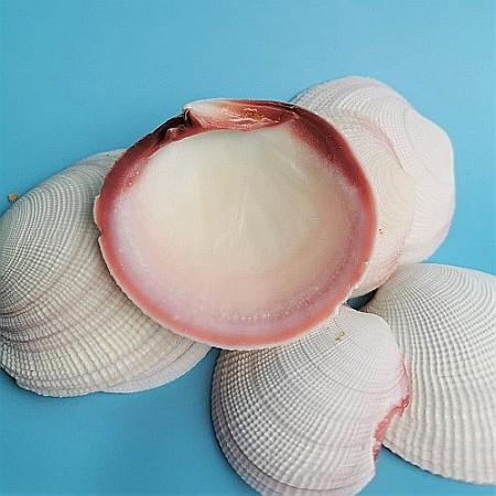 Scoici mari albe ( 5 Buc / Set ) [1]