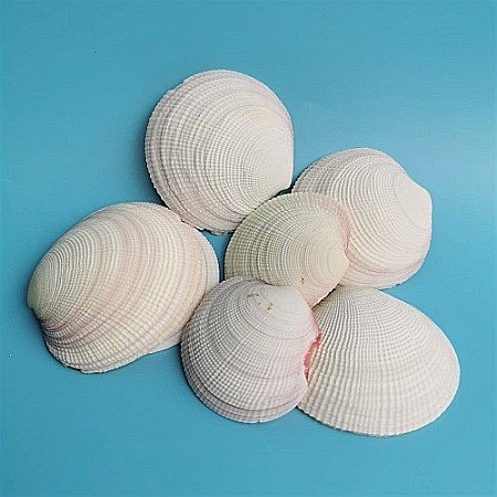 Scoici mari albe ( 5 Buc / Set ) [0]