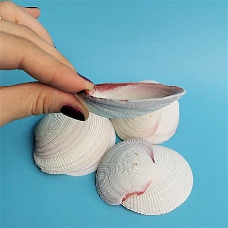 Scoici mari albe ( 5 Buc / Set ) [3]