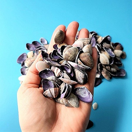 Scoici mici violet 200 gr [3]