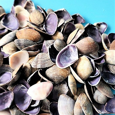 Scoici mici violet 200 gr [1]