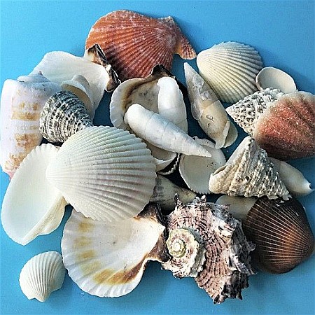 Scoici mixte 200 g [1]