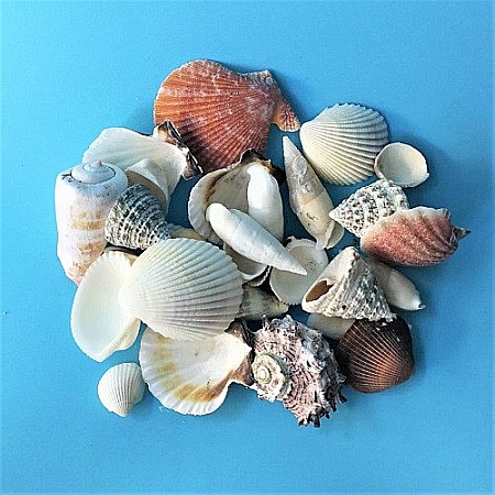 Scoici mixte 200 g [0]