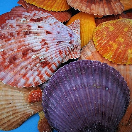 Scoici Nobilis 200 gr [2]