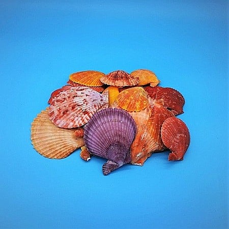 Melci si scoici - Scoici Nobilis 200 gr