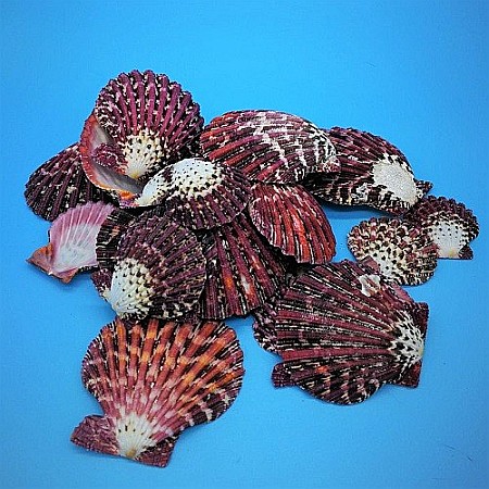 Melci si scoici - Scoici Pallium 200 gr