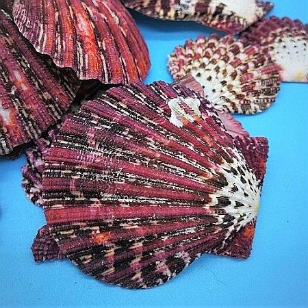 Scoici Pallium 200 gr [1]