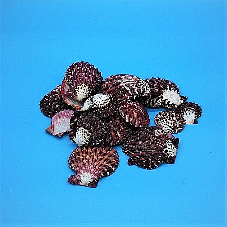 Scoici Pallium 200 gr [2]