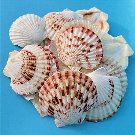 Melci si scoici - Scoici Scalop plate 200 gr