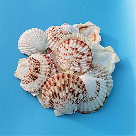 Scoici Scalop plate 200 gr [1]