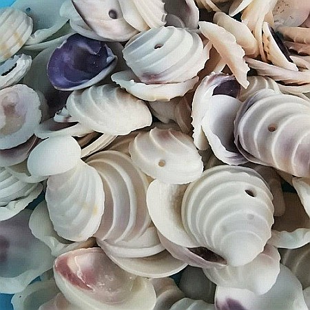 Scoici Venus 200 gr [2]