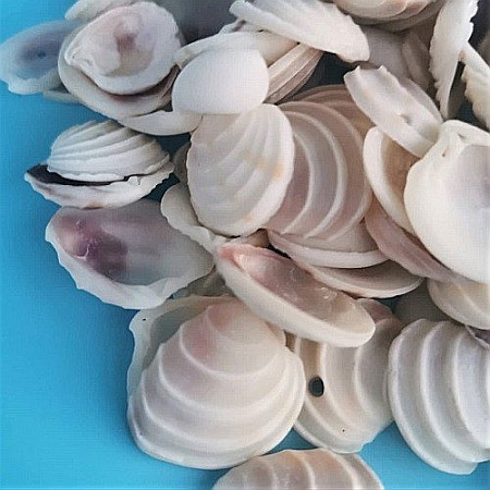 Scoici Venus 200 gr [3]