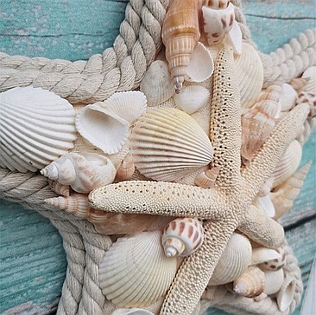 Stea de mare cu scoici [4]