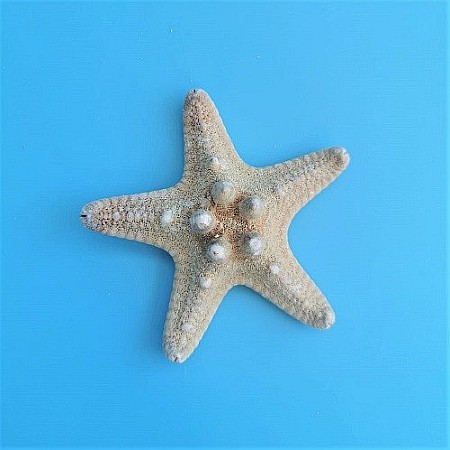 Stea de mare Knobby Horned Medie (1 buc) [0]