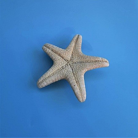 Stea de mare Knobby Horned Medie (1 buc) [2]