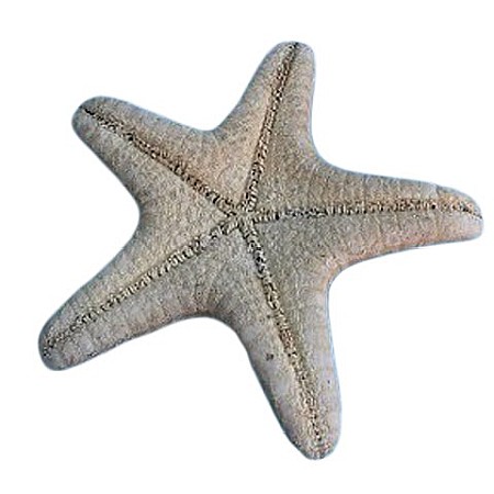 STEA DE MARE KNOBBY HORNED MICA (1 BUC) [2]