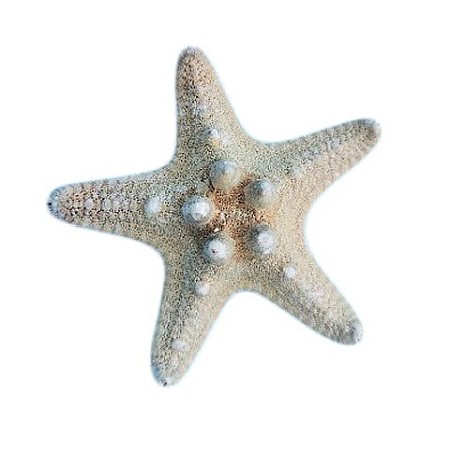 Melci si scoici - STEA DE MARE KNOBBY HORNED MICA (1 BUC)