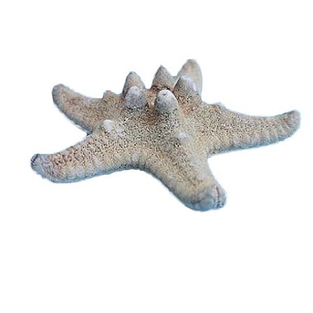 STEA DE MARE KNOBBY HORNED MICA (1 BUC) [1]