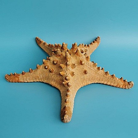 Stea de mare Rhino (1 buc) [1]