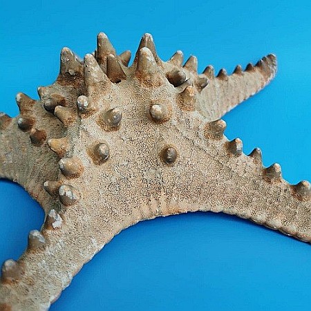 Stea de mare Rhino (1 buc) [2]