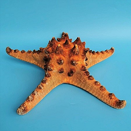 In stoc - Stea de mare Rhino (1 buc)