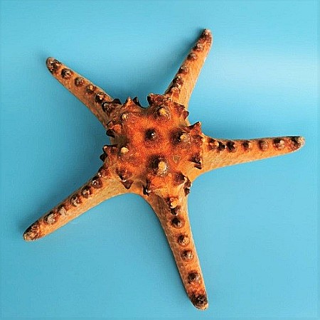 Stea de mare Rhino (1 buc) [4]