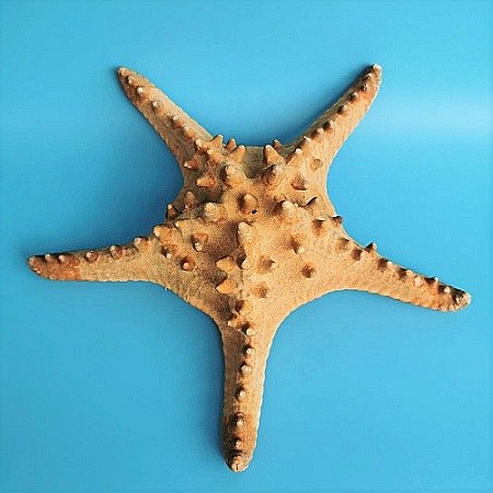 Stea de mare Rhino (1 buc) [3]