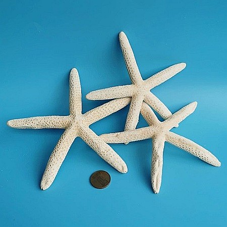 Stea de mare White Finger medie (1 buc) [3]