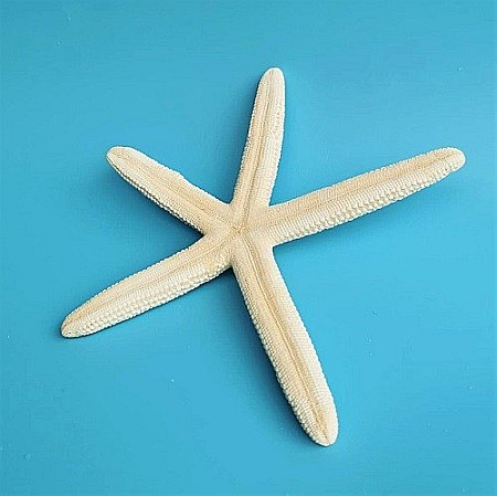 Stea de mare White Finger medie (1 buc) [1]