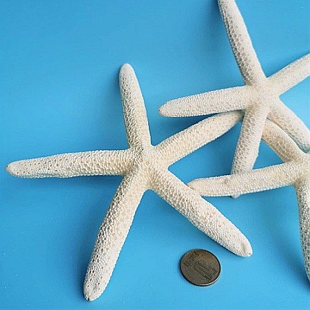 Stea de mare White Finger medie (1 buc) [2]