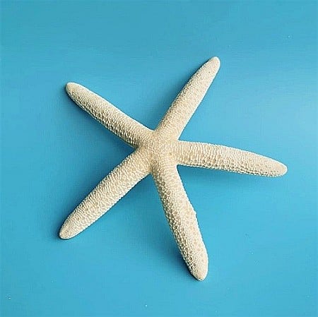 Melci si scoici - Stea de mare White Finger medie (1 buc)