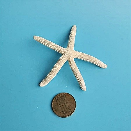 Stea de mare White Finger mica (1 buc) [2]