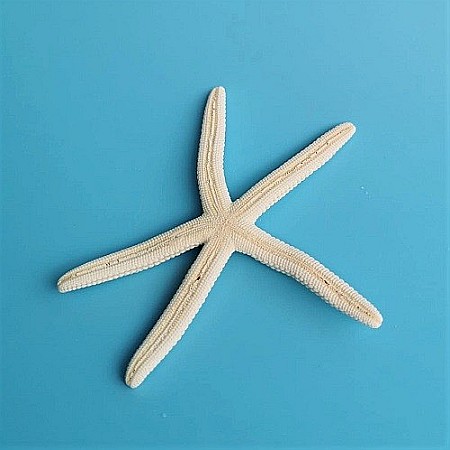 Stea de mare White Finger mica (1 buc) [1]