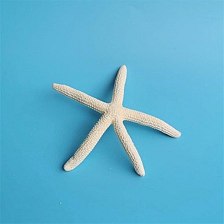 Stea de mare White Finger mica (1 buc) [0]