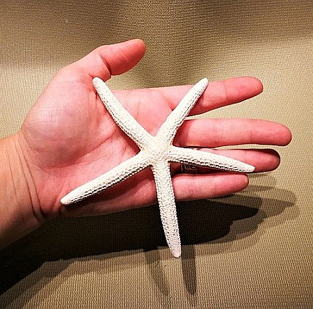 Stea de mare White Finger mica (1 buc) [4]