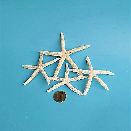 Stea de mare White Finger mica (1 buc) [5]