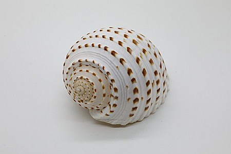 EVENIMENTE - TONNA TESSELLATA