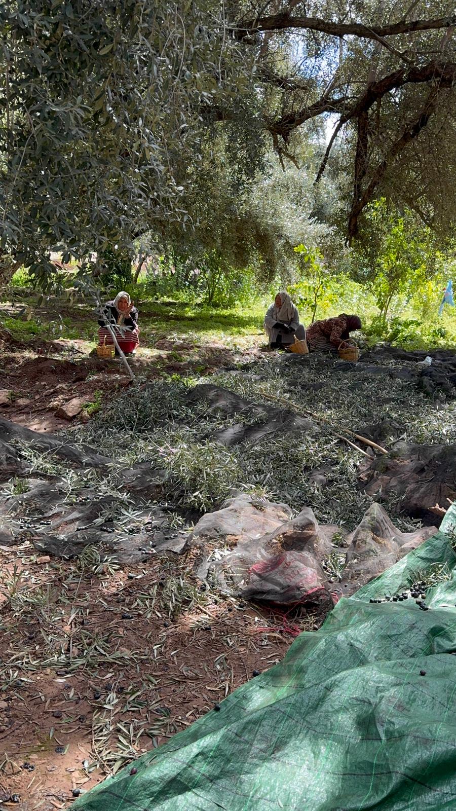 Măslinul Călător în Maroc – livezi, tradiții și lecții despre uleiuri