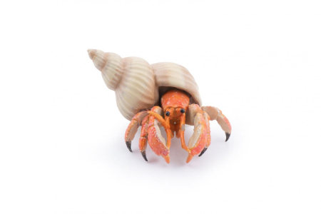 Jucarii - PAPO FIGURINA CRAB PUSTNIC