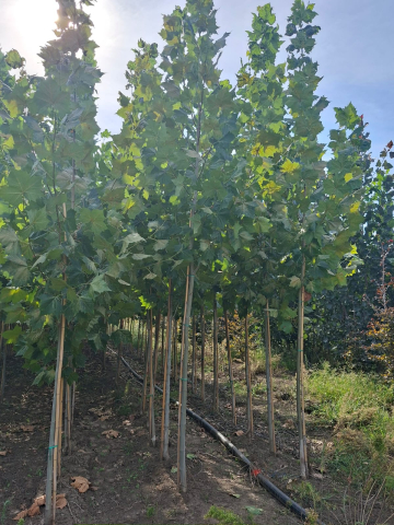 Produse - platani