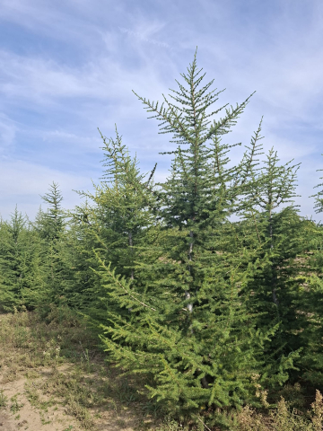 Produse - Cedru Verde de Liban