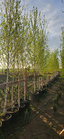 Produse - mesteacan