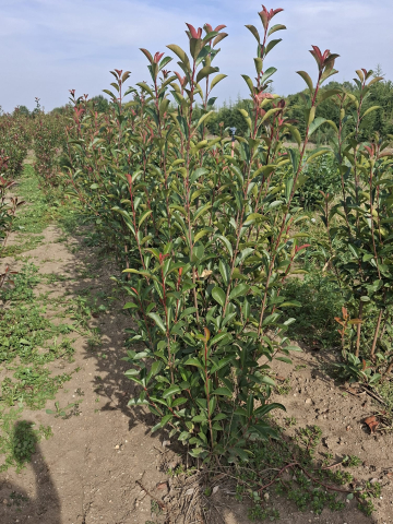 Produse - photinia red robin