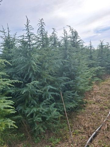 Produse - Cedru Argintiu de Atlas (Cedrus atlantica Glauca) 2.50 – 3.00 m